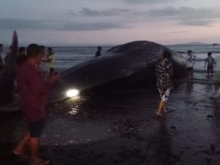 Seekor paus sperma betina ditemukan terdampar di Pantai Anyar Sari, Desa Nusa Sari, Kecamatan Melaya, Kabupaten Jembrana, Bali, Selasa sore, 5 Mei 2025.