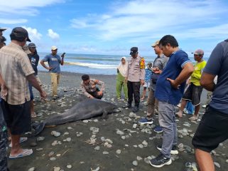 Personel Polsek Mendoyo bersama Sat Polairud Polres Jembrana bergerak cepat menindaklanjuti laporan warga terkait penemuan seekor lumba-lumba yang terdampar dalam kondisi mati di pesisir Pantai Desa Yehsumbul, Kecamatan Mendoyo, Kabupaten Jembrana, pada Minggu (17/5/2026).