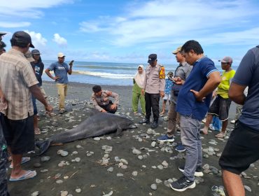 Personel Polsek Mendoyo bersama Sat Polairud Polres Jembrana bergerak cepat menindaklanjuti laporan warga terkait penemuan seekor lumba-lumba yang terdampar dalam kondisi mati di pesisir Pantai Desa Yehsumbul, Kecamatan Mendoyo, Kabupaten Jembrana, pada Minggu (17/5/2026).