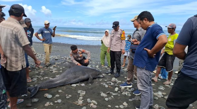 Personel Polsek Mendoyo bersama Sat Polairud Polres Jembrana bergerak cepat menindaklanjuti laporan warga terkait penemuan seekor lumba-lumba yang terdampar dalam kondisi mati di pesisir Pantai Desa Yehsumbul, Kecamatan Mendoyo, Kabupaten Jembrana, pada Minggu (17/5/2026).