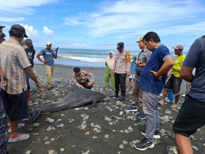 
					Personel Polsek Mendoyo bersama Sat Polairud Polres Jembrana bergerak cepat menindaklanjuti laporan warga terkait penemuan seekor lumba-lumba yang terdampar dalam kondisi mati di pesisir Pantai Desa Yehsumbul, Kecamatan Mendoyo, Kabupaten Jembrana, pada Minggu (17/5/2026).