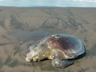 Penampakan Penyu Lekang dengan Diameter Cukup Besar saat ditemukan di Desa Yehembang, Kecamatan Mendoyo, Jembrana. Rabu (29/4/2026).
Sumber : Sis/Jpost