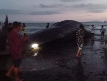 Seekor paus sperma betina ditemukan terdampar di Pantai Anyar Sari, Desa Nusa Sari, Kecamatan Melaya, Kabupaten Jembrana, Bali, Selasa sore, 5 Mei 2025.